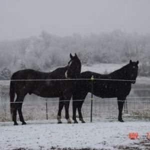 Meet your Posher, Sandy